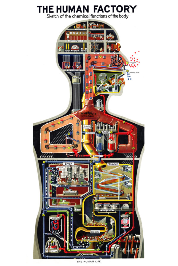 The Human Factory - Sketch of the functions of the body - 1931 - Poster 61 x 91 cm