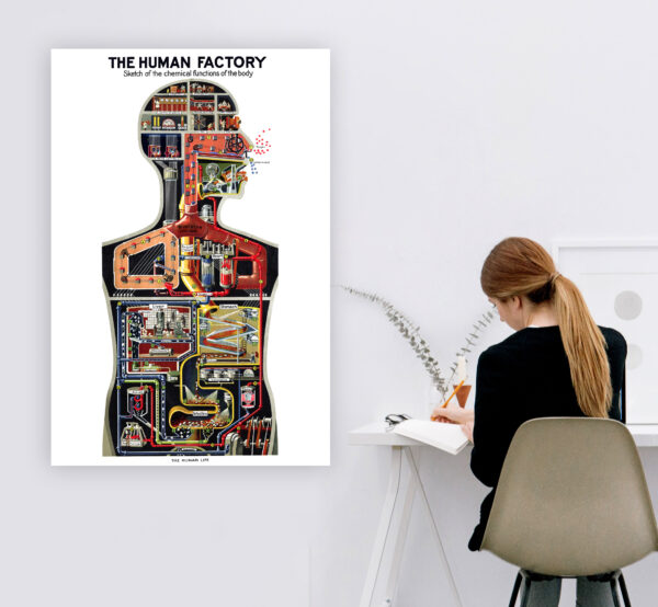 The Human Factory - Sketch of the functions of the body - 1931 - Poster 61 x 91 cm – Image 2