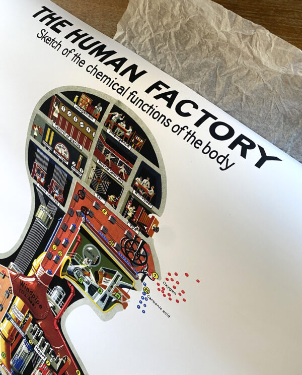 The Human Factory - Sketch of the functions of the body - 1931 - Poster 61 x 91 cm – Image 9