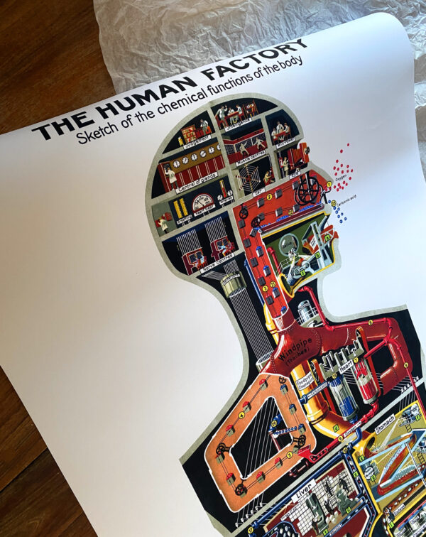 The Human Factory - Sketch of the functions of the body - 1931 - Poster 61 x 91 cm – Image 11