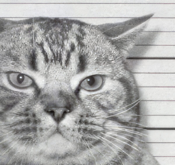 Anarchist Cat Poster with the famous quote "Neither God nor Master" - Poster – Image 2