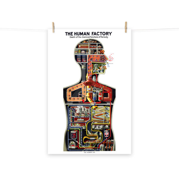The Human Factory - Sketch of the functions of the body - 1931 - Poster 61 x 91 cm – Image 4